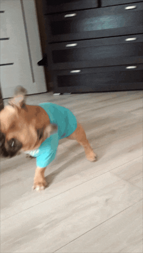 a brown dog wearing a blue shirt is walking on a wood floor
