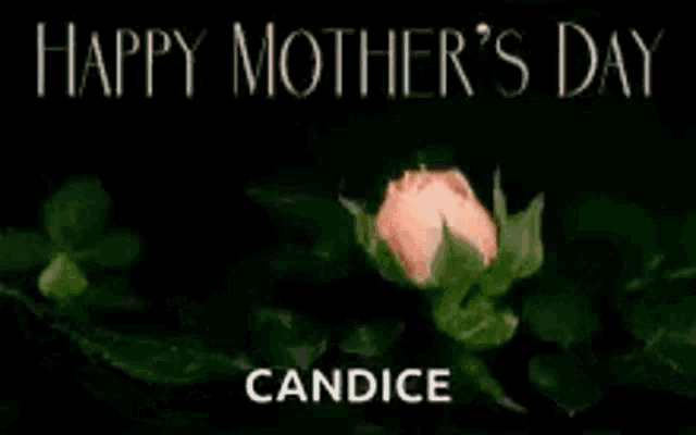 a pink rose with the name candice on it
