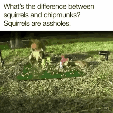 Funny Animals Squirrels Are Assholes GIF - Funny Animals Squirrels Are Assholes GIFs