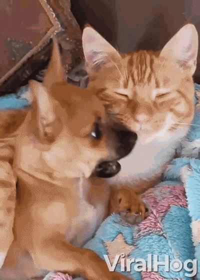 Chihuahua And Cat Chihuahua Licks Cats Face GIF - Chihuahua And Cat Chihuahua Licks Cats Face Embrace GIFs