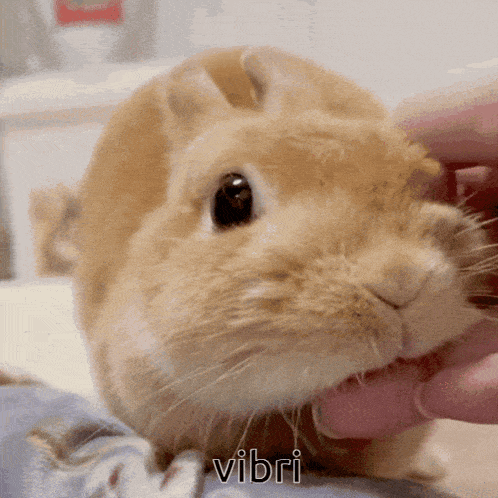 a close up of a rabbit with the word vibri on the bottom right