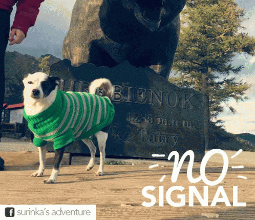 Dog No Signal GIF