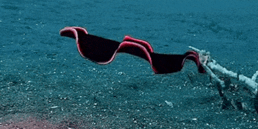 Planarian Flatworm GIF - Planarian Flatworm Swimming GIFs