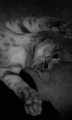 a black and white photo of a cat laying down on its back