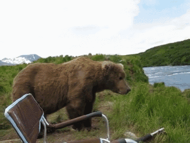 Hey What Cha Guys Looking At? GIF - Bear Sit Stare GIFs
