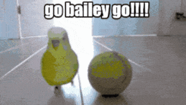 a picture of a bird and a tennis ball with the caption go bailey go
