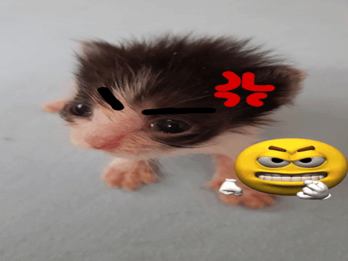 Angry Cat GIF - Angry Cat Meme GIFs