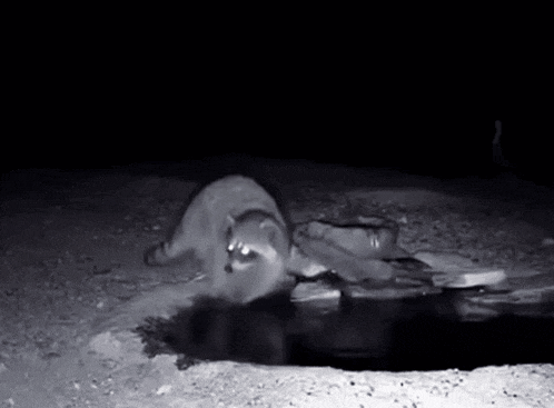 a black and white photo of a raccoon crawling out of a hole in the ground at night .