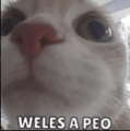 Weles Peo GIF - Weles Peo GIFs