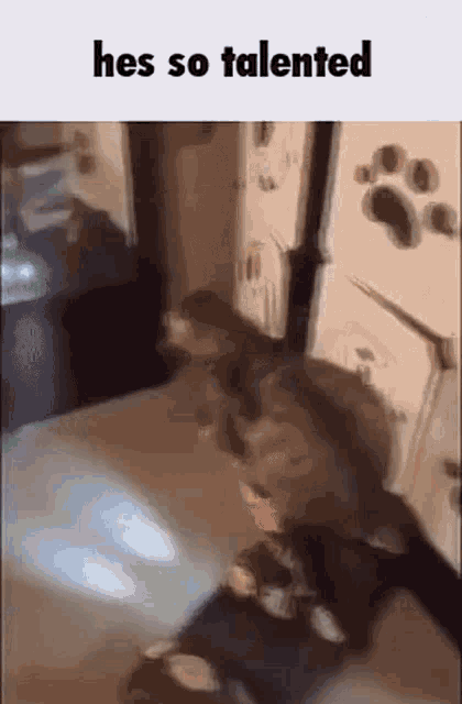 Therewillbebloodshed Hoverboard GIF - Therewillbebloodshed Hoverboard Cat GIFs