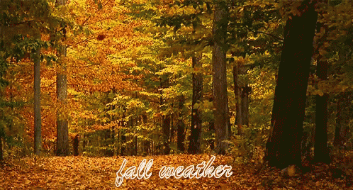 Fall Weather GIF