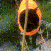 a black cat is wearing an orange jacket and standing in the grass