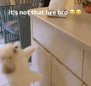 a dog is standing on a counter in a kitchen with the words `` it 's not that fire bro '' written on it .