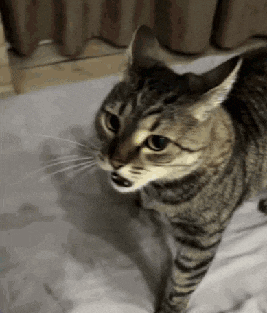 a cat is standing on a bed and looking up at the camera