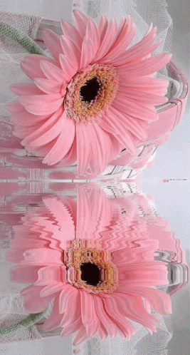 Pink Flower7 Pink Garbera GIF - Pink Flower7 Pink Garbera Pink Sweet GIFs