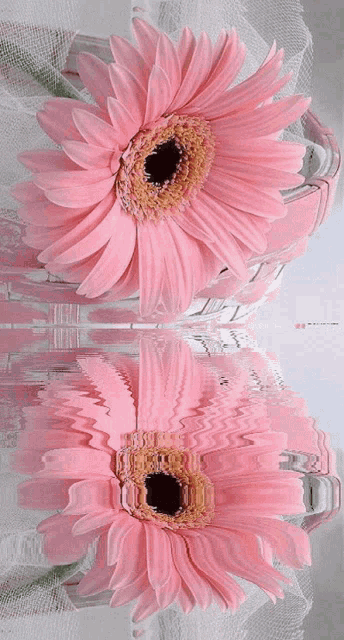 two pink flowers are reflected in a mirror with the number 18 on the bottom right