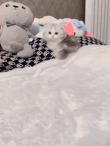 a kitten laying on a bed next to a stuffed animal that says ' bb ' on it