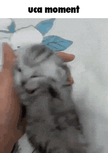 a cat is being held in someone 's hand with the words uca moment above it