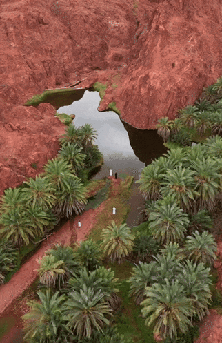 an aerial view of palm trees and a river