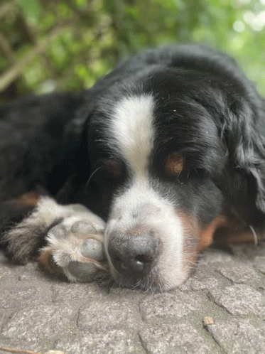 Oscarderhund Dog GIF - Oscarderhund Dog Sleppy GIFs