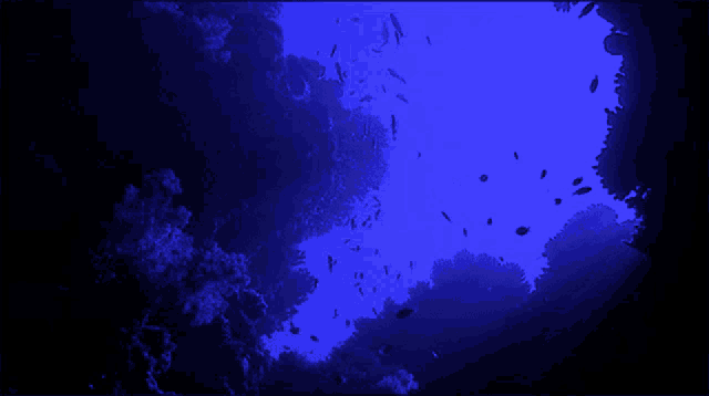 a group of fish swimming in a dark blue water