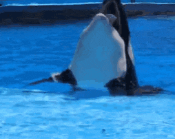 a black and white whale is swimming in a pool with its mouth open .