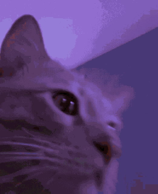 a close up of a cat 's face against a green wall