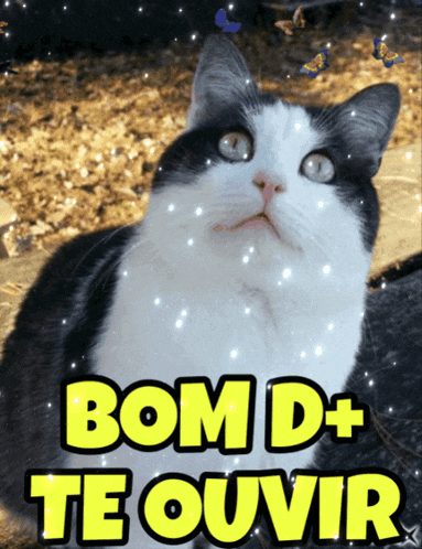 a black and white cat with the words bom d + te ouvir written above it