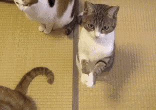 two cats are standing next to each other on a rug and one of them is looking at the camera .