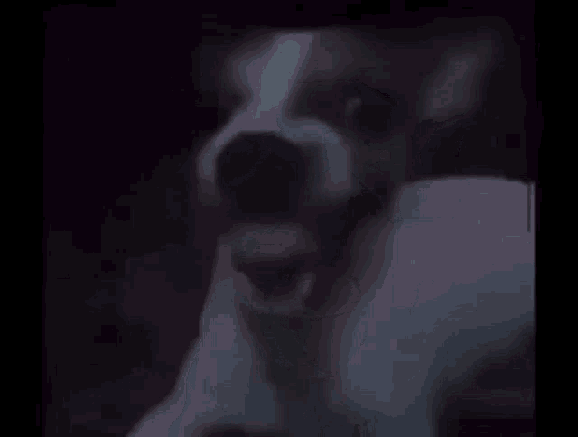 Scary Dog Smile Dog GIF - Scary Dog Smile Dog Growl Dog GIFs