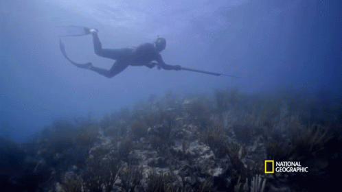 Diving Gordon Ramsay GIF - Diving Gordon Ramsay Gordon Goes Spearfishing For Snapper GIFs