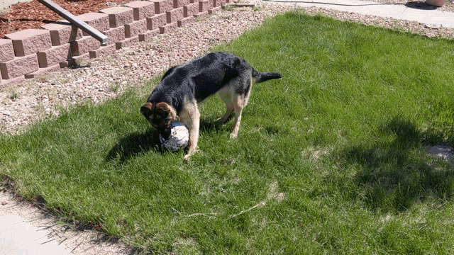 Dog Soccer Ball GIF - Dog Soccer Ball GIFs