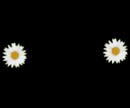 two daisies are being lit up by a bright light