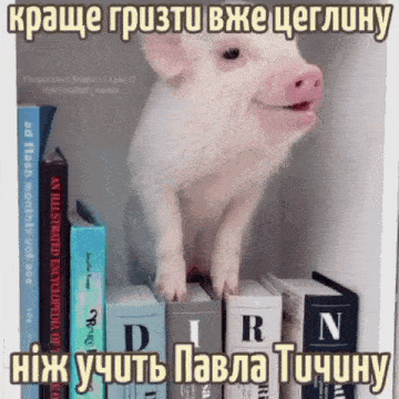 a pig is standing on top of a shelf of books with a caption in a foreign language
