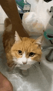 a cat is taking a bath in a sink and looking at the camera