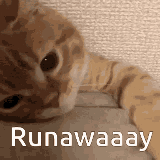 Goodbye Forever Run Away GIF - Goodbye Forever Run Away Cat GIFs