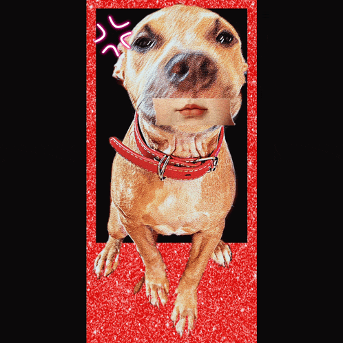a dog with a red collar has a piece of paper taped to its nose