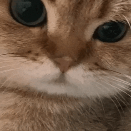 a close up of a cat 's face with big eyes and a white mustache .