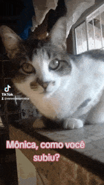 a cat is sitting on a window sill with the caption monica como você subiu ?