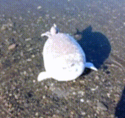 a white turtle is laying on a rock in the water