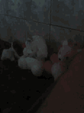 a stuffed animal is sitting on the floor in a dark room