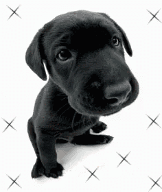 a black puppy is sitting on a white background and looking at the camera .