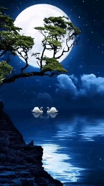 two swans are floating on a lake under a tree with a full moon in the background