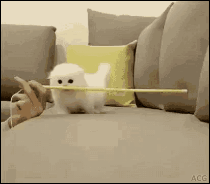 So Cute Cat GIF - So Cute Cat Jump GIFs