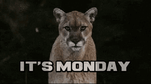 Monday Its Monday GIF - Monday Its Monday Big Cat GIFs