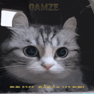 a close up of a cat with the word damze on the bottom