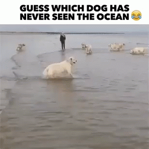 Guess Which Dog Happy Dog GIF - Guess Which Dog Happy Dog Never Seen The Ocean GIFs