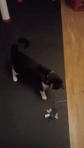 a black and white cat is playing with a toy on a black mat