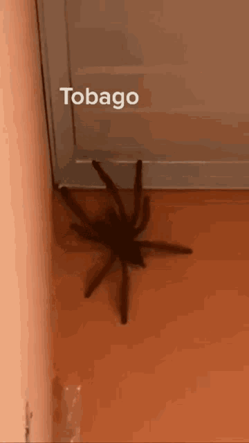 a picture of a spider on a wall with the words tobago above it