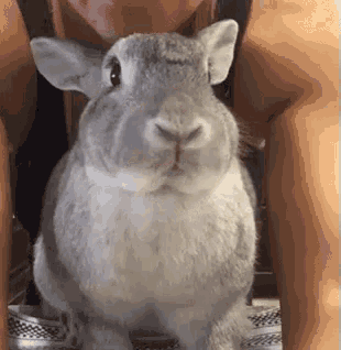 a close up of a rabbit looking at the camera while being held by a woman .